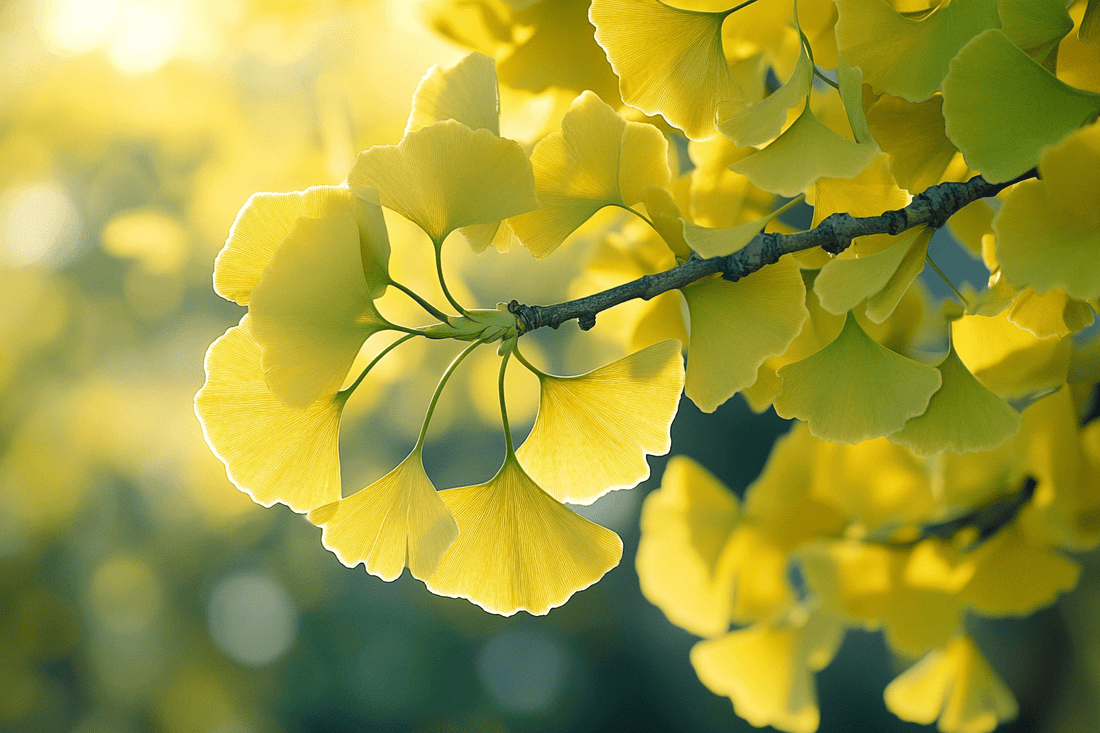 Ginkgo boom met ginkgo bladeren