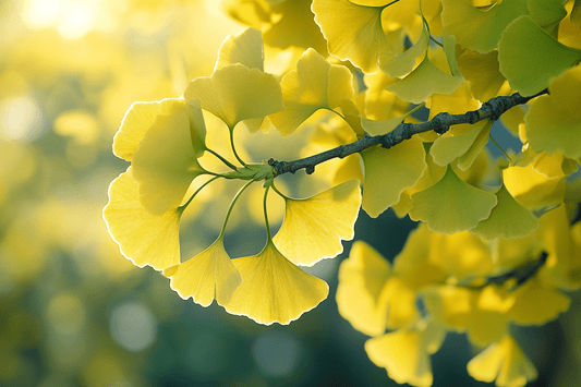 Ginkgo boom met ginkgo bladeren