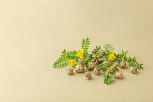 Tribulus Terrestris op gekleurde achtergrond