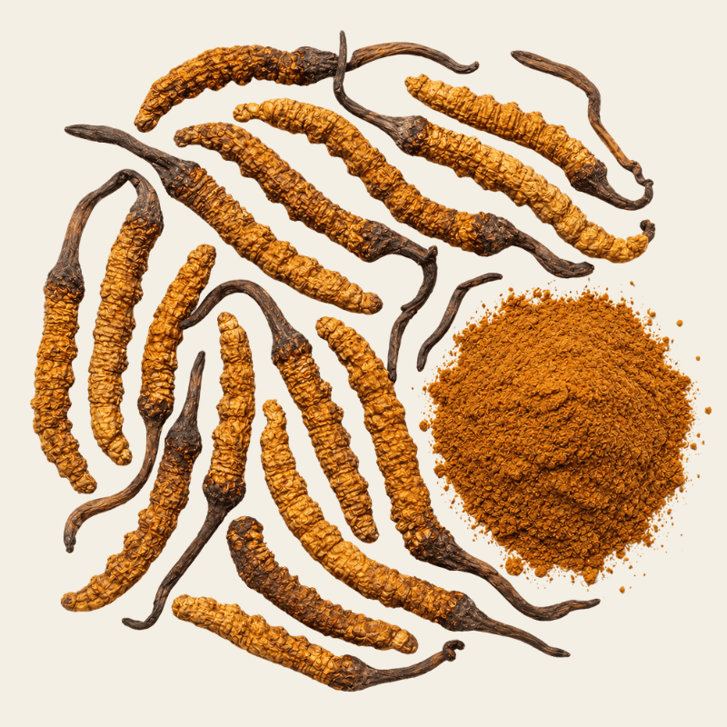 Verse cordyceps paddenstoelen en poeder
