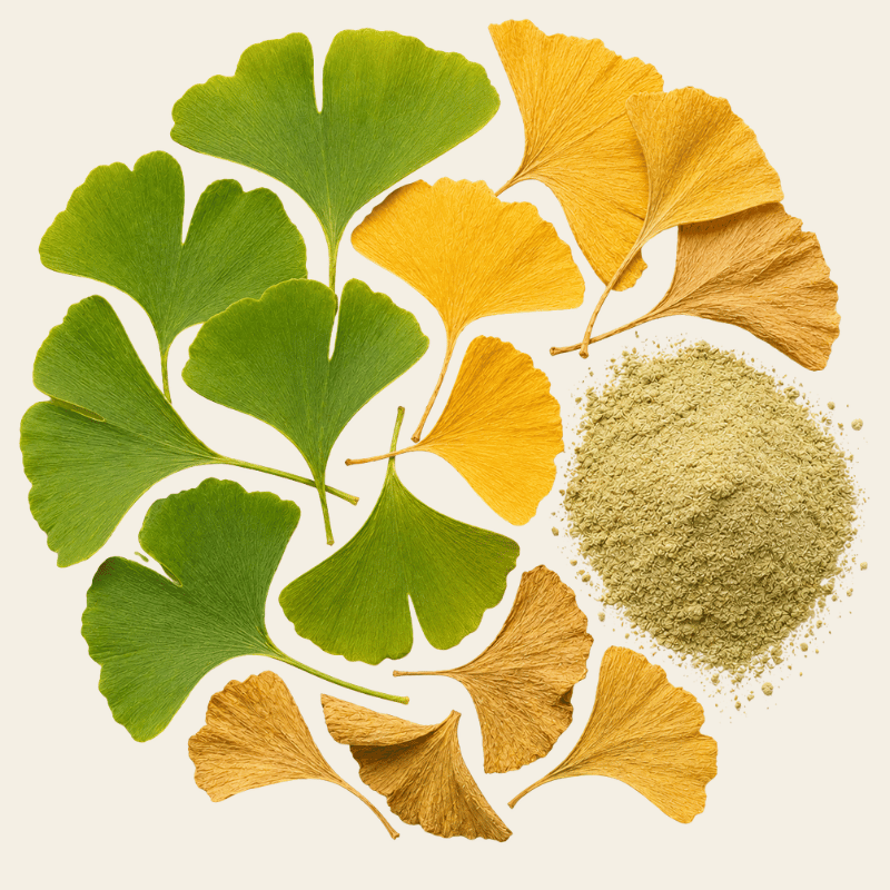 Verse ginkgo biloba bladeren in kenmerkende waaiervorm