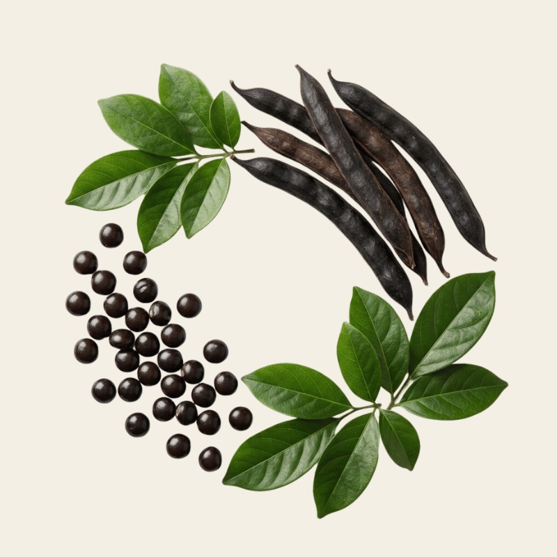Griffonia simplicifolia zaden en plant als natuurlijke bron van 5-HTP