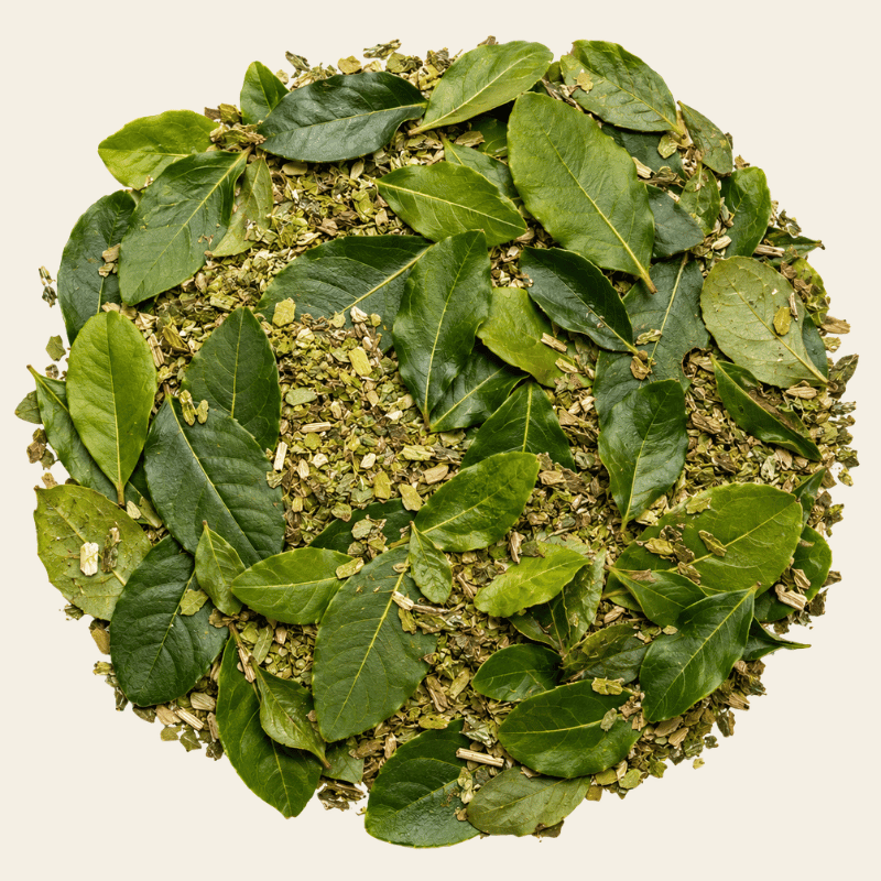 Verse en gedroogde yerba maté bladeren in groen en olijfbruin