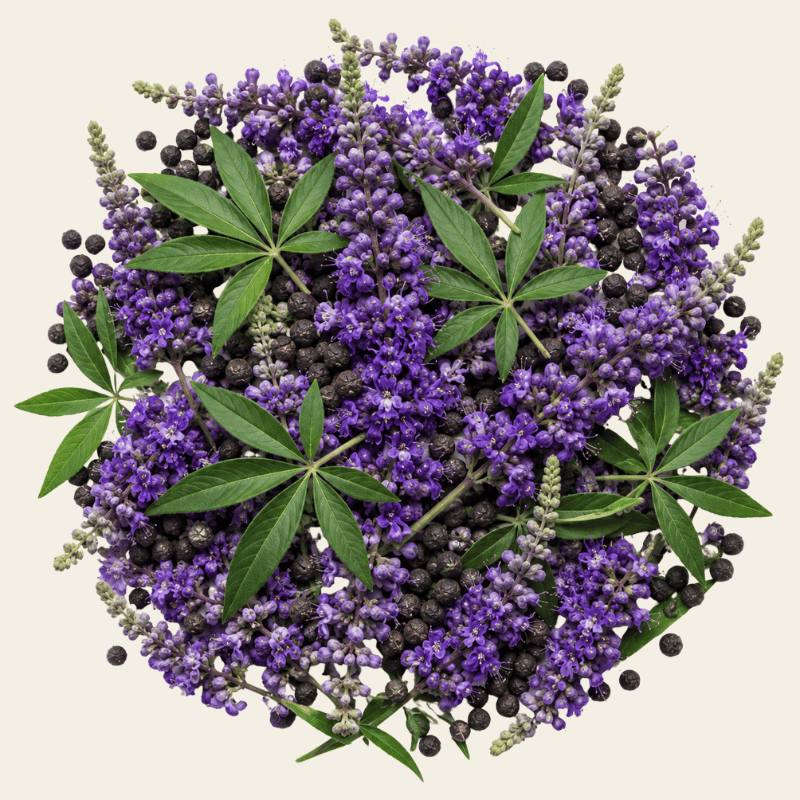 Violetpaarse Vitex agnus-castus bloementrossen met palmatige bladeren en donkere gedroogde bessen als bron van monnikspeper