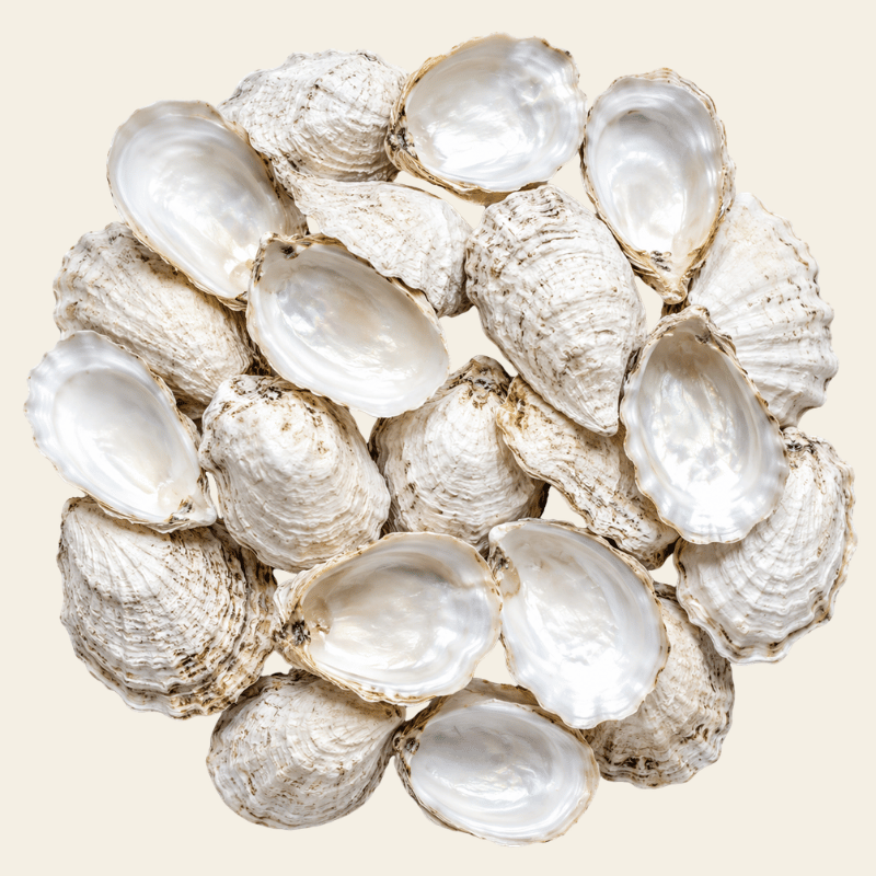Schone oesterschelpen deels geopend met parelmoeren binnenkant als bron van oestercalcium