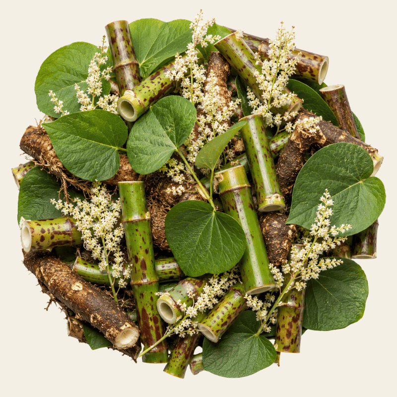 Japanse duizendknoop met gevlekte holle stengels, brede bladeren, witte bloempluimen en bruine wortelstukken als bron van resveratrol