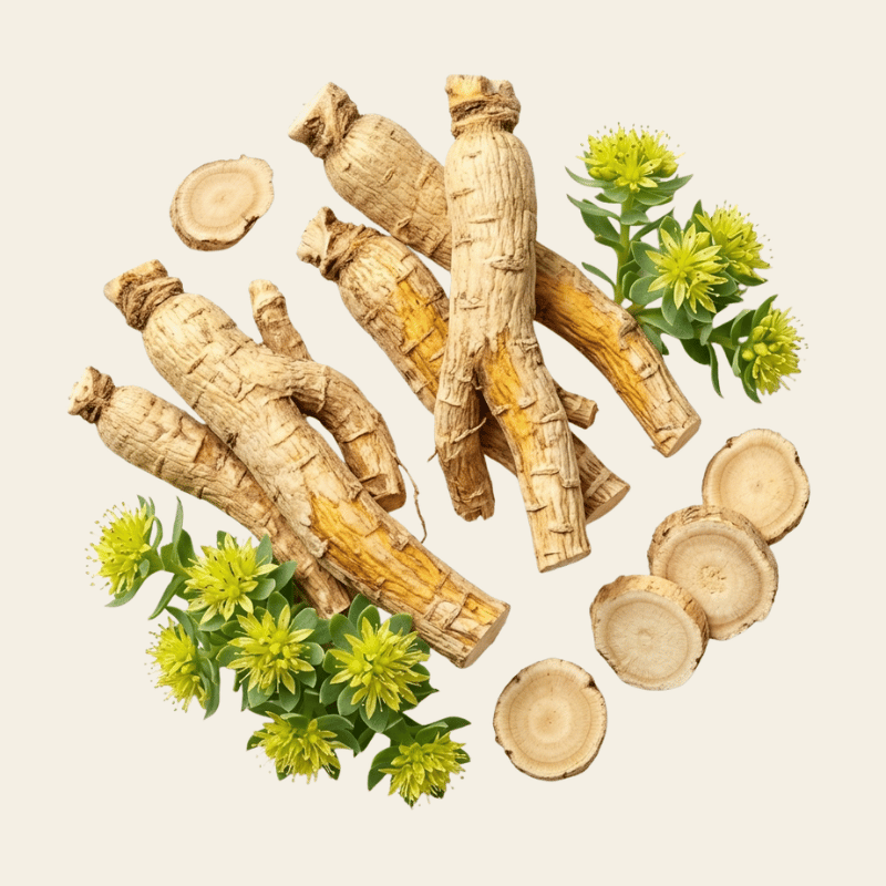 Verse rhodiola rosea wortel met bloemen en wortel