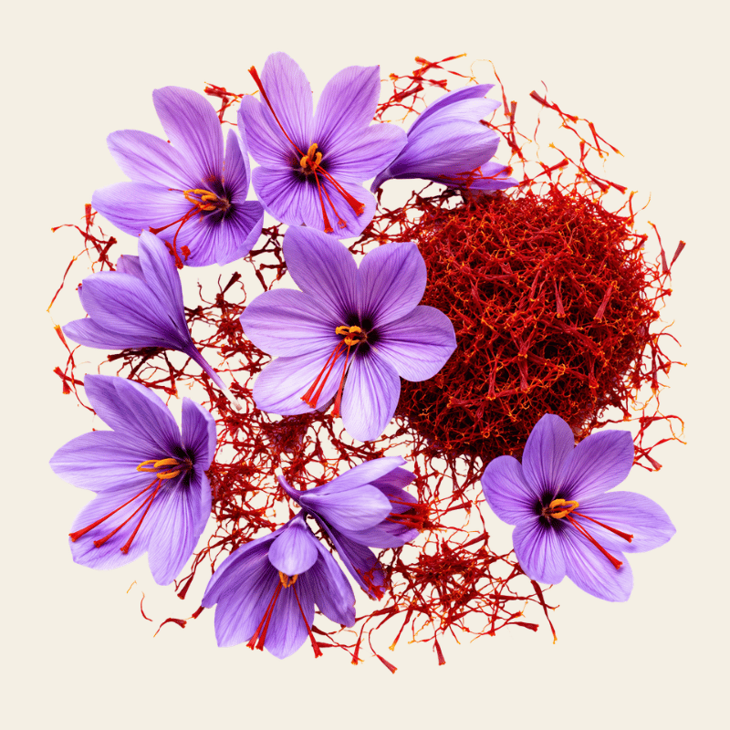 Crocus sativus bloemen in levendig violet-paars met diepkarmozijnrode saffraandraadjes