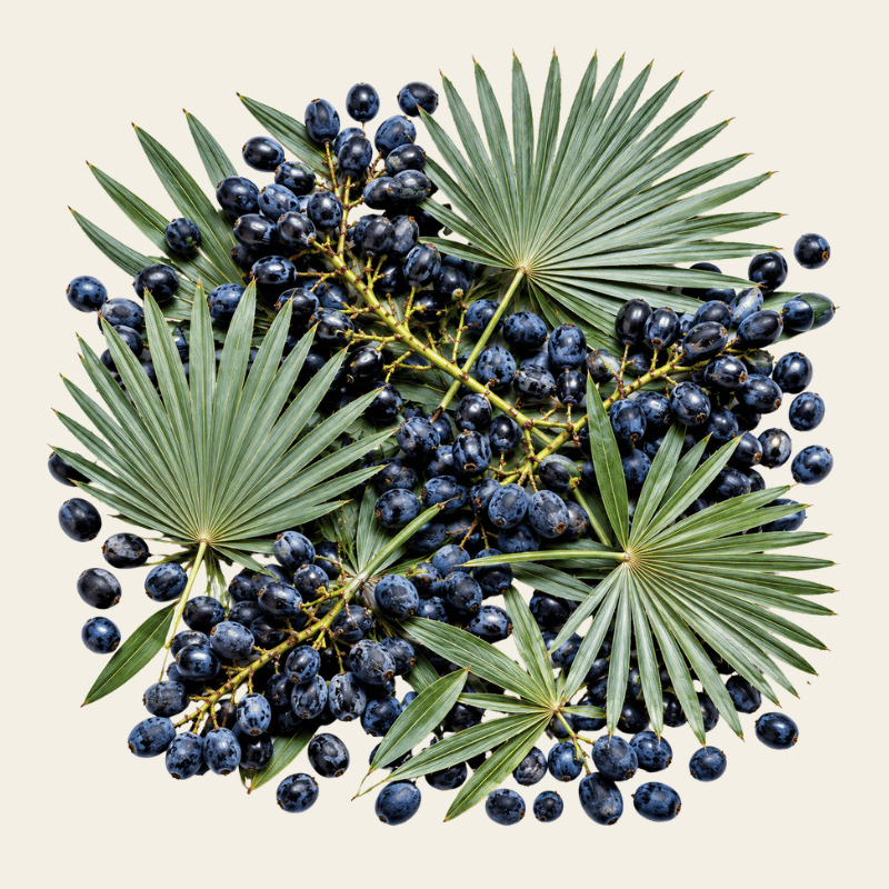 Verse saw palmetto bessen in diepblauw-zwart met wasachtige glans en kenmerkende waaiervormige palmbladen