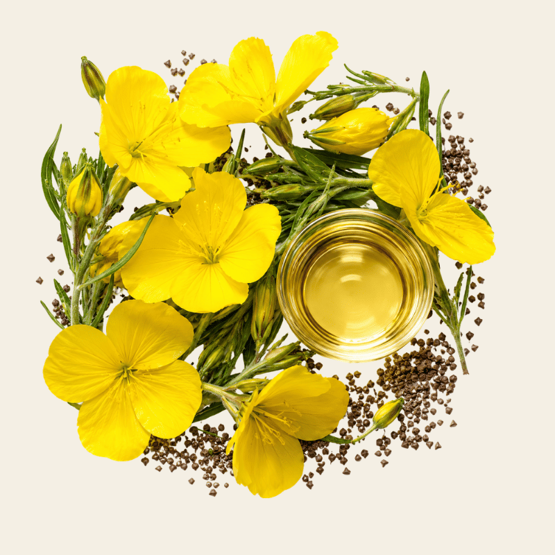 Teunisbloemen in levendig geel met een transparant schaaltje goudgele teunisbloemolie en donkere zaden