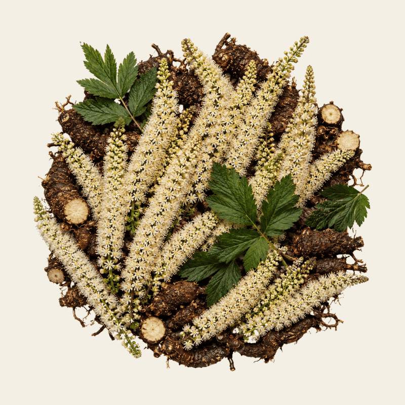 Zilverkaars met elegante witte pluimvormige bloemsprieten, donkere knobbelige wortels en diepgroene bladeren